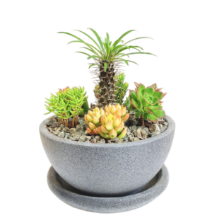 Bali Cactus