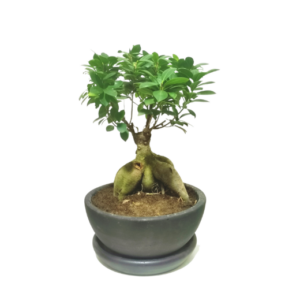 Bonsai