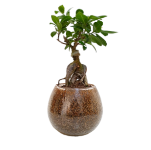 Bonsai
