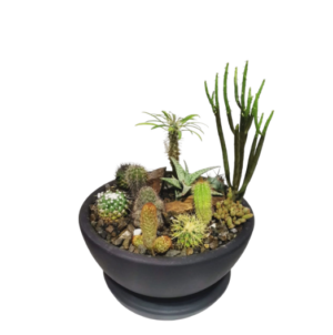 Cactus Garden