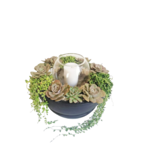 Cactus Set