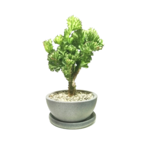 Euphorbia Lactea