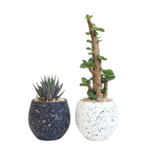 Haworthia Cactus Set