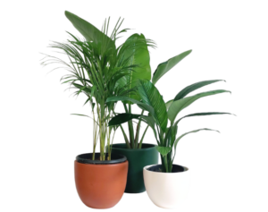 Indoor Plants Set