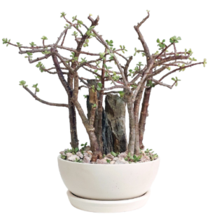Jade Forest