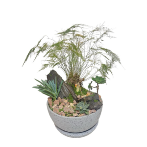 Lady Fern