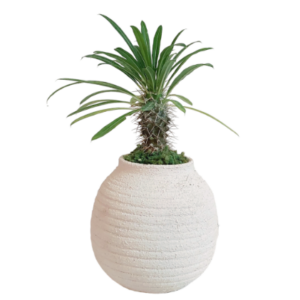 Madagascar palm