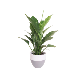 Peace Lily