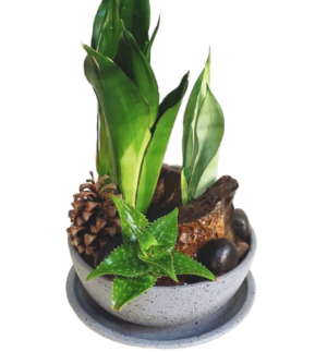 Pinecone Cactus