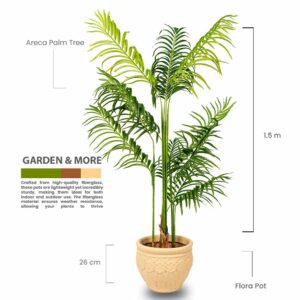 Areca Palm Tree