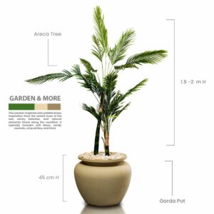 Areca Tree
