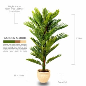 Single Areca Palm Tree