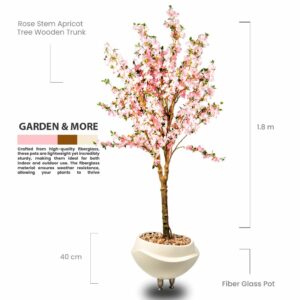 Rose Stem Apricot