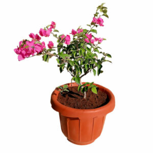 Bougainvillea