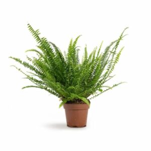 Boston fern