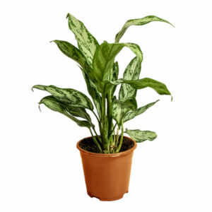 Aglaonema silver queen - Reddish brown, Large