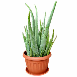 Aloe vera - Fuchsia, 20 cm