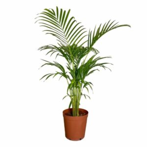 Areca palm - Black, 120 cm