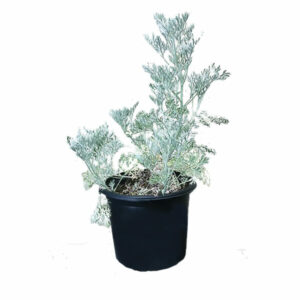 Artemisia - Large 18x50cm
