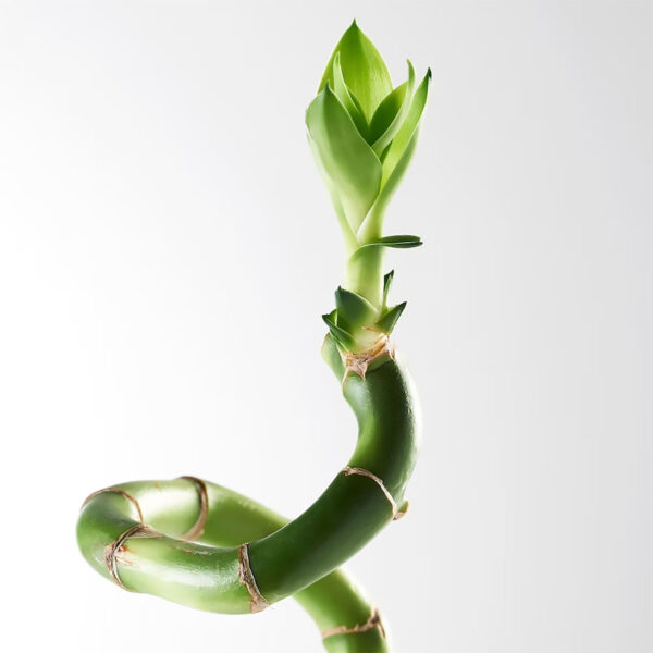 2 Lucky Bamboo sticks (70cm)