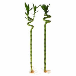 2 Lucky Bamboo sticks (70cm)