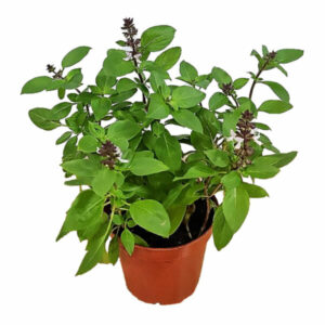 Basil - Meduim 18x18cm