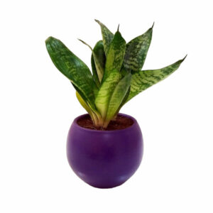 Colored pottery – Purple