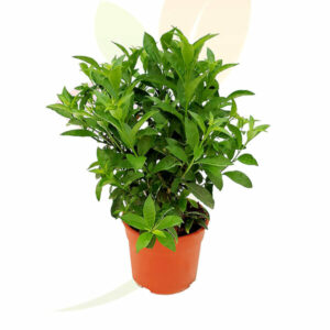 Mesk El-liel (The night lady) - Green, 20cm 