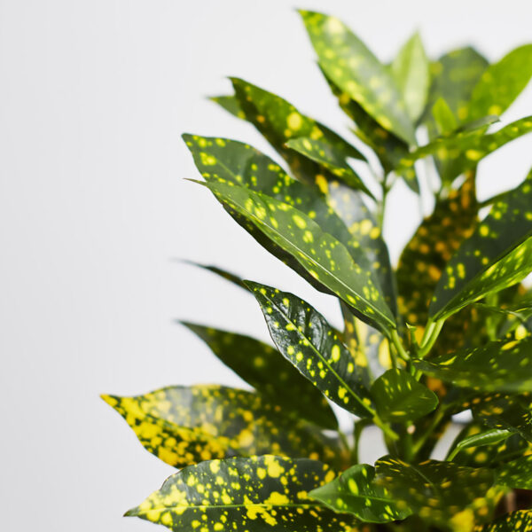 Croton Gold Dust