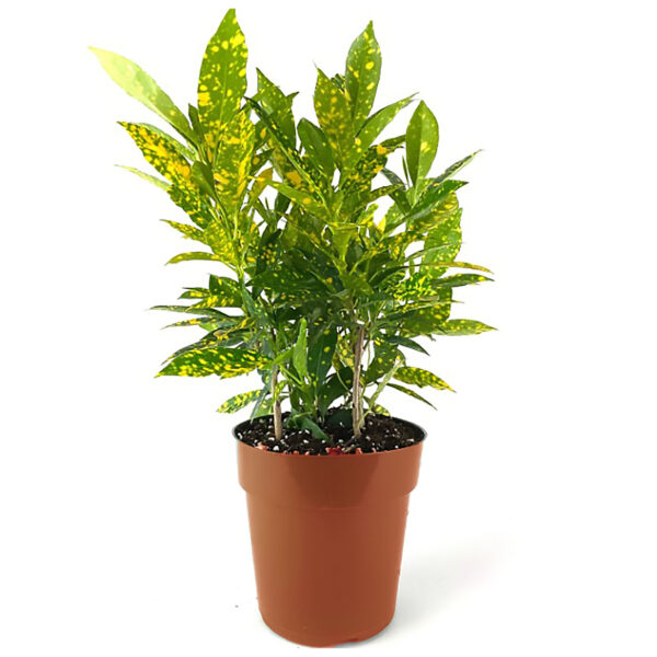 Croton Gold Dust