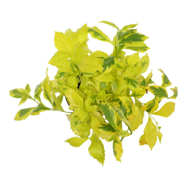 Duranta