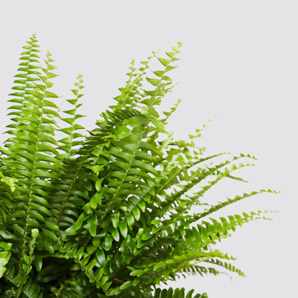 Boston fern