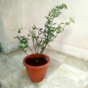Jasmine - Green, 20 cm