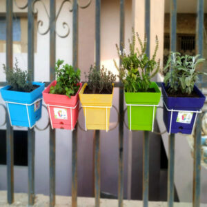 Kitchen herbs offer medium - Basil