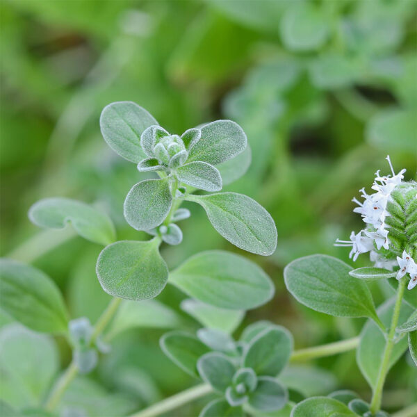 oregano