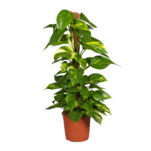 Pothos stick - Reddish brown, 80 cm