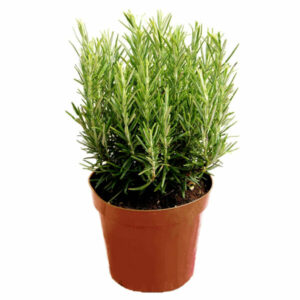 Rosemary