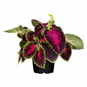 Coleus - Medium
