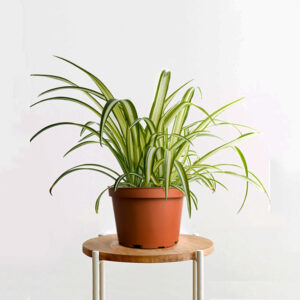 Chlorophytum (spider plant)