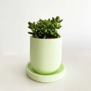Minty Gem Delight