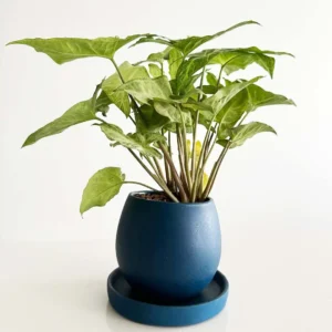 Azure Syngonium