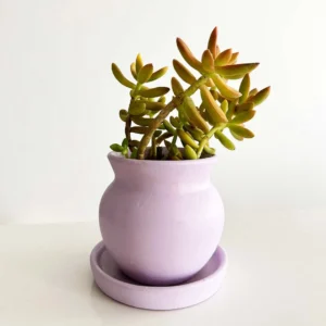 Sunny Delight Succulent