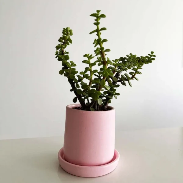Pink Bliss Portulacaria Afra