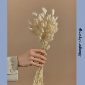 Bunny Tails | Rabbit Tails | Dried Flowers