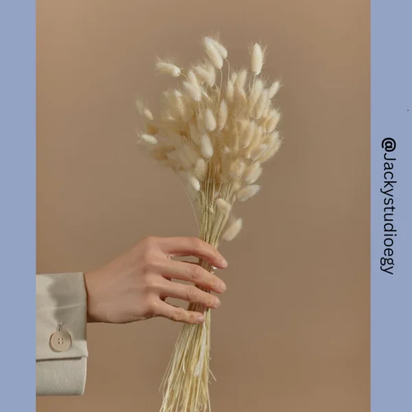 Bunny Tails | Rabbit Tails | Dried Flowers