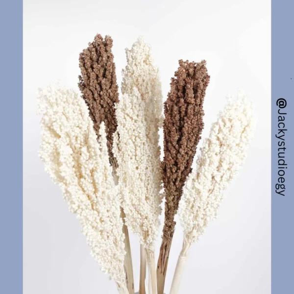 Sorgum Stem | Natural Dried