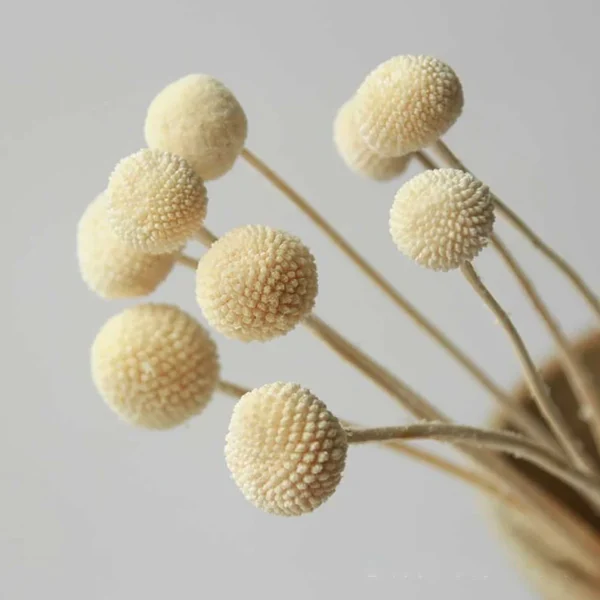 Yellow Balls Flowers