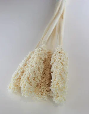 Sorgum Stem | Natural Dried