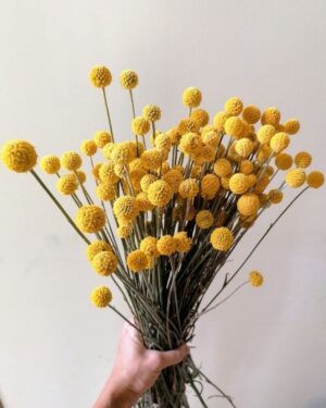 Yellow Balls Flowers - 15