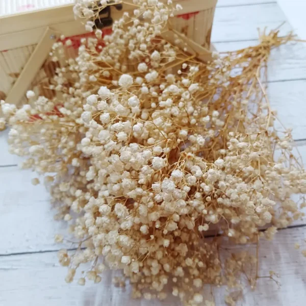 baby's breath flower